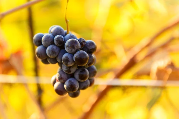Kleine trossen druiven op de wijngaard in de late herfst — Stockfoto