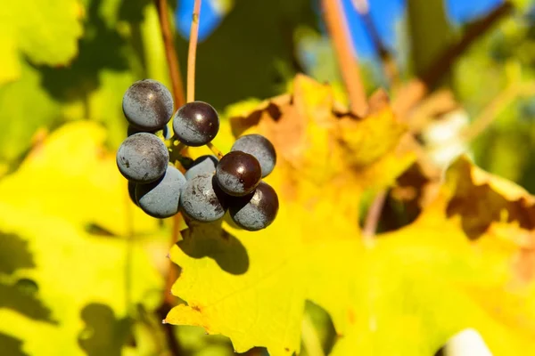 Kleine trossen druiven op de wijngaard in de late herfst — Stockfoto