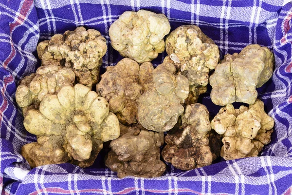 Fantastic white truffles on stuff — Stock Photo, Image