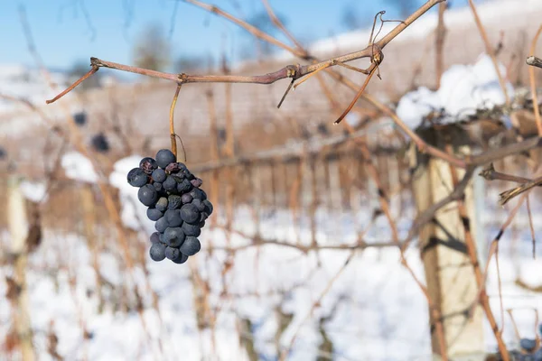 Куча зимнего винограда со снегом — стоковое фото