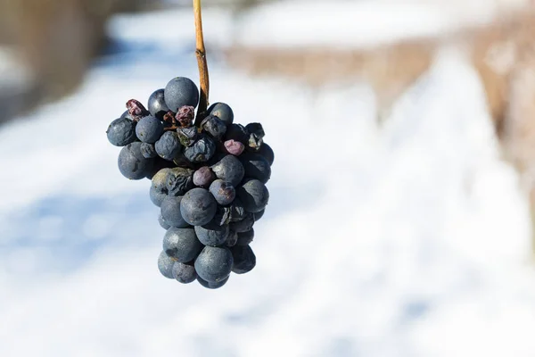 Tros druiven van de winter met sneeuw — Stockfoto