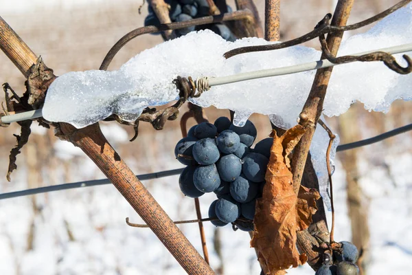 Куча зимнего винограда со снегом — стоковое фото