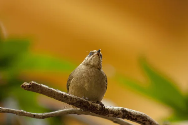 Paruline Aussi Connue Sous Nom Raptor Est Petit Oiseau Actif — Photo