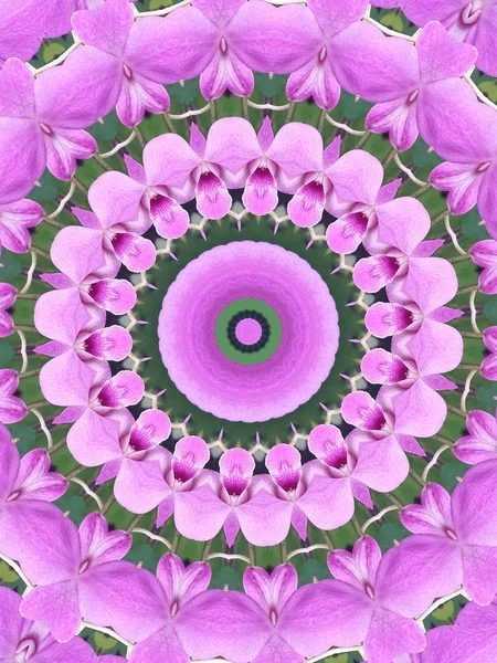 Kaleidoscope of pink orchid flowers.