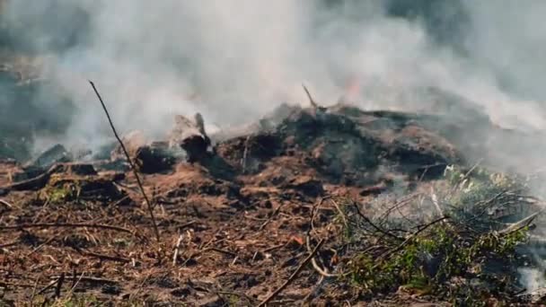 Wielkie ognisko z gałązek i firewoods. Bliska wypalanie lasów — Wideo stockowe