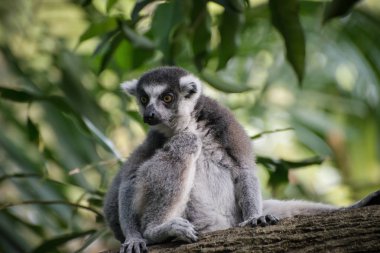 Özenli catta yalnız ağaç üzerinde oturur ve heyecan verici bir şey gördüm