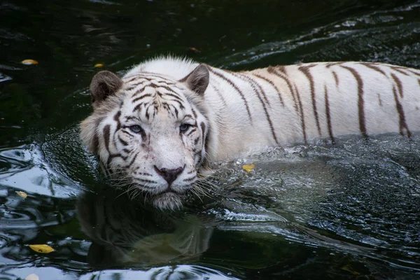 Білий бенгальський тигр полює на відкритому повітрі — стокове фото