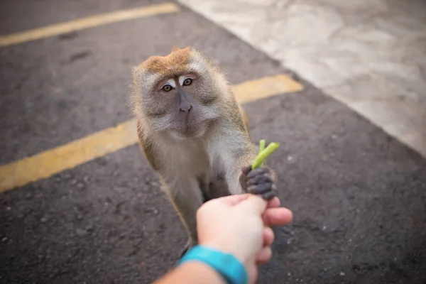 Man hand feeds a monkey. Friendship between human and animal