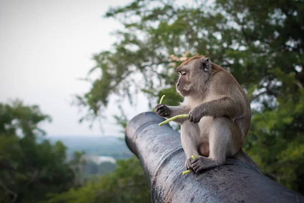 Funny monkey sits on the cannon in national park and holds green sprouts