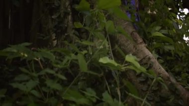 Kıvırcık sarı saçlı, zarif mor elbiseli, büyük ağacın yanında poz veren ve anın tadını çıkaran gizemli bir kadın. Dramatik kökler ve yeşillikler.