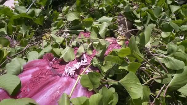 Étrange jeune femme en robe rose pelucheuse se trouve immobile sur le sable sous le feuillage vert et les plantes. Dormir beauté dans la journée ensoleillée .