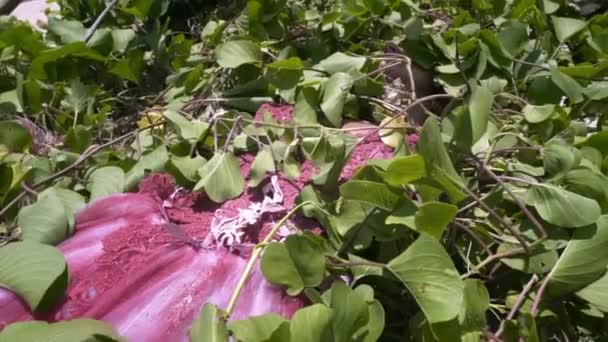 Konstig Ung Kvinna Rosa Fluffig Klänning Ligger Orörligt Sand Gröna — Stockvideo