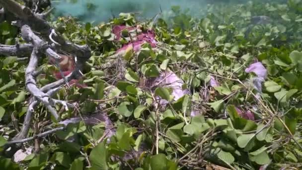 Pembe Pofuduk Elbiseli Uyuyan Güzel Yeşil Yaprakların Altında Kumların Üzerinde — Stok video