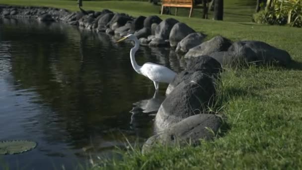 Cisne Blanco Sentado Mirando Grupo Cisnes Blancos Nadando Estanque Verde — Vídeo de stock