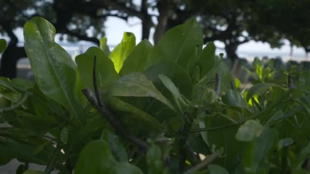 Yeşil Yaprakların Bitkilerin Yakın Görüntüsü Kıyı Şeridi Beyaz Kumsal Dalgalı — Stok video