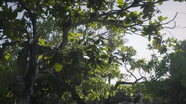 Luz Del Sol Cae Sobre Las Ramas Follaje Verde Los — Vídeos de Stock