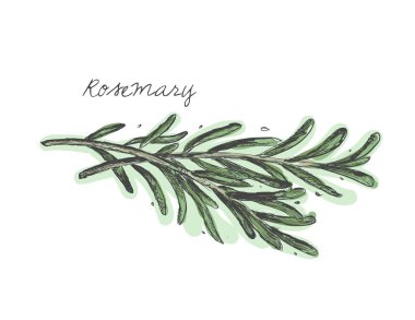 Biberiye dalı vektör 