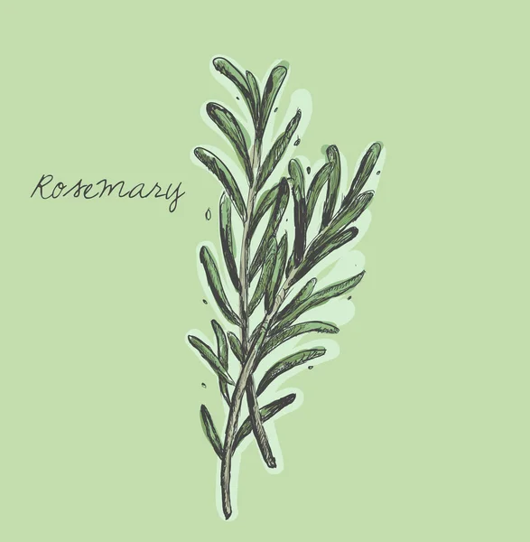 Rosemary tak vector — Stockvector