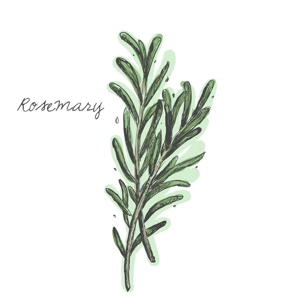 Rosemary tak vector — Stockvector