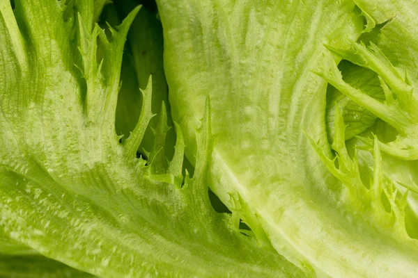 Textura de lechuga fresca — Foto de Stock