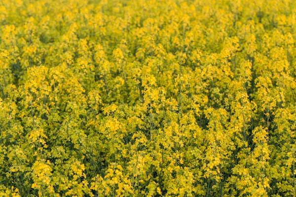 Rapsfelder — Stockfoto