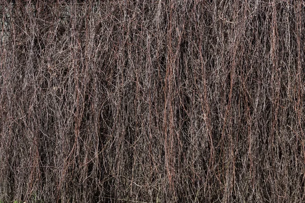 Sušené větve na stěně budovy — Stock fotografie