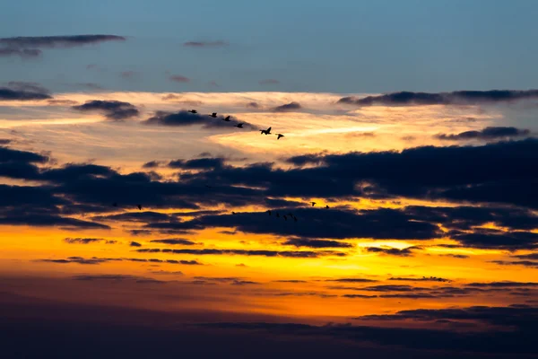 Ptáci Letící Západu Slunce Proti Večerní Obloze — Stock fotografie