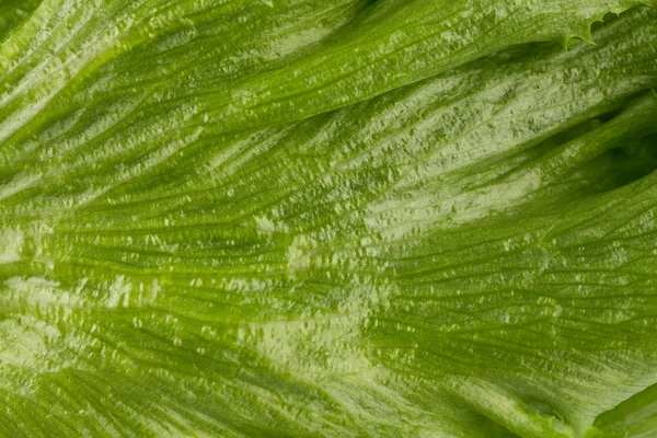 Свіжий салат текстури — стокове фото