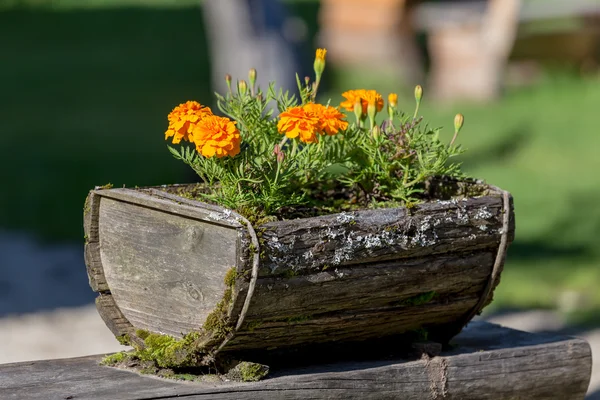 Цветы в деревянном горшке — стоковое фото