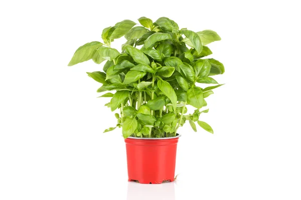 Basilicum groeit in een pot — Stockfoto