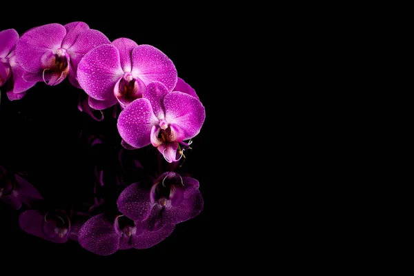 Růžový květ orchideje s vodou kapky — Stock fotografie