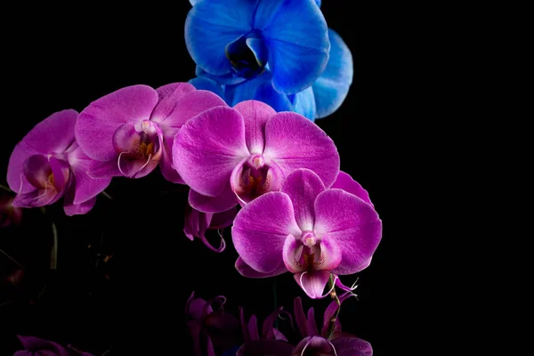 Orchidee rosa und blaue Blume — Stockfoto