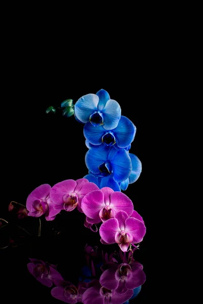 Orchidea kwiat różowy i niebieski — Zdjęcie stockowe