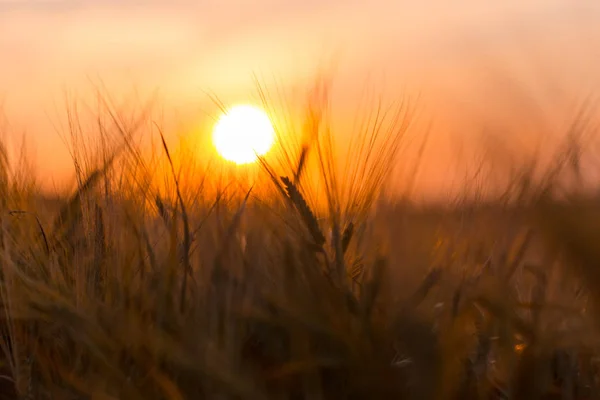 Golden Ears Wheat Farm Field — Stock Photo, Image