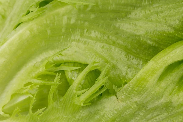 Fresh lettuce texture — Stock Photo, Image