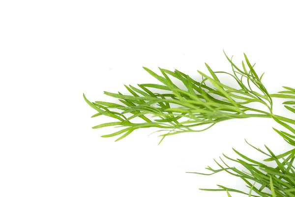 Fresh organic dill — Stock Photo, Image