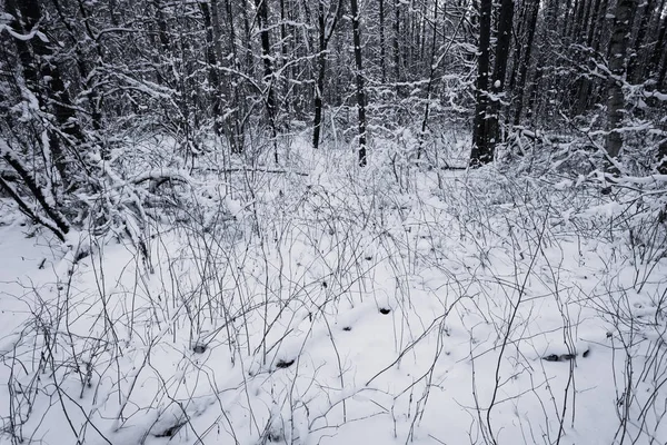 Δάσος καλυμμένος από χιόνι στο χειμερινό τοπίο — Φωτογραφία Αρχείου