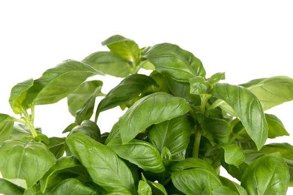 Färska gröna blad basilika — Stockfoto