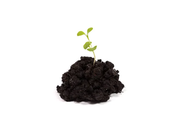 Haufen Schmutz Mit Einer Grünen Pflanze Sprießen Isoliert Auf Weißem — Stockfoto
