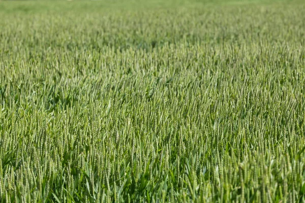 Зеленое Пшеничное Поле Закрыть Фото — стоковое фото