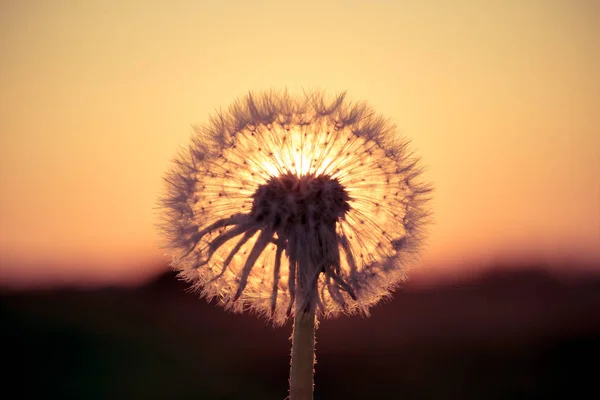 Dandelions Prado Pôr Sol Vermelho — Fotografia de Stock