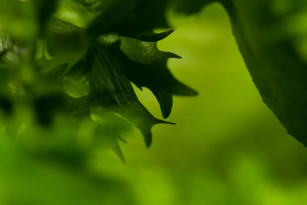 Verde Lechuga Fresca Ensalada Textura Cerca Disparo —  Fotos de Stock