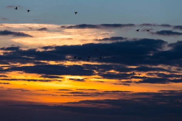 Pássaros Voando Pôr Sol Contra Céu Noite — Fotografia de Stock