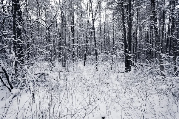 Mglisty Las Świerkowy Pokryty Śniegiem Zimowym Krajobrazie — Zdjęcie stockowe