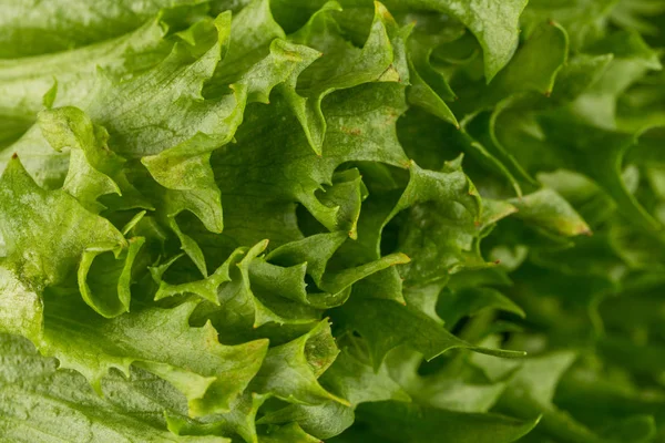 Textura Salada Alface Fresca Verde Close Shot — Fotografia de Stock