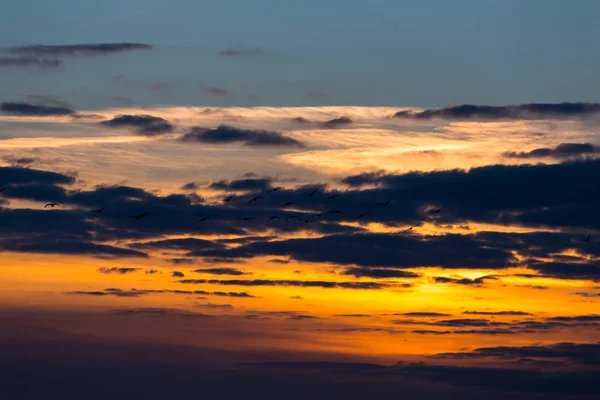 Birds Flying Sea Sunset Shot — Stock Photo, Image