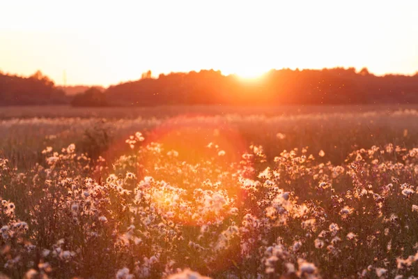 Bäuerliches Gras Auf Der Wiese Und Abendhimmel — Stockfoto