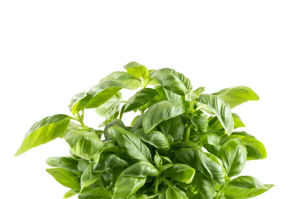 Fresh Green Leaf Basil Isolated White Background — Stock Photo, Image
