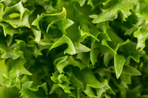 Gros Plan Sur Texture Salade Laitue Fraîche Verte — Photo