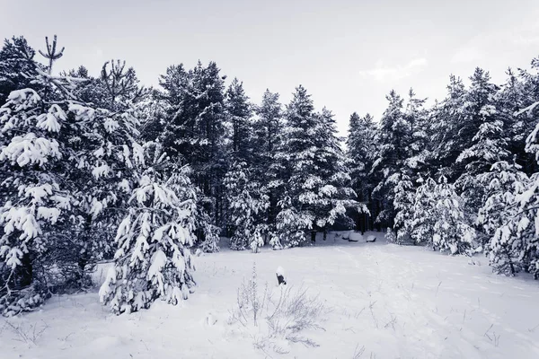 Spruce Tree Mlhavý Les Pokrytý Sněhem Zimní Krajině — Stock fotografie